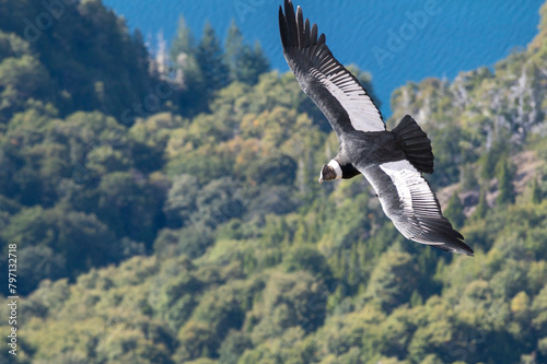Hermoso cóndor sobrevolando los bosques y lagos del sur Argentino. 