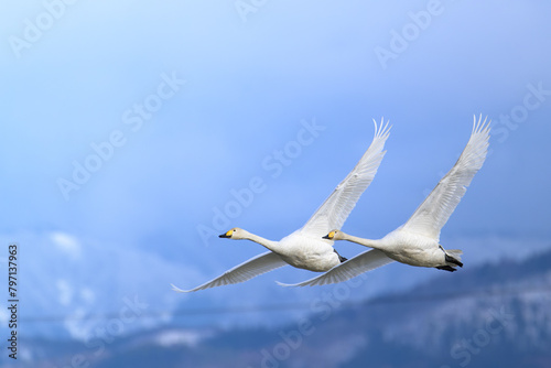 飛翔する白鳥