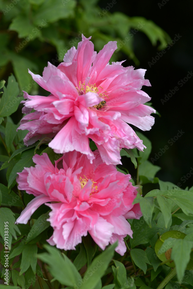 Fototapeta premium 花魁 ボタンの花