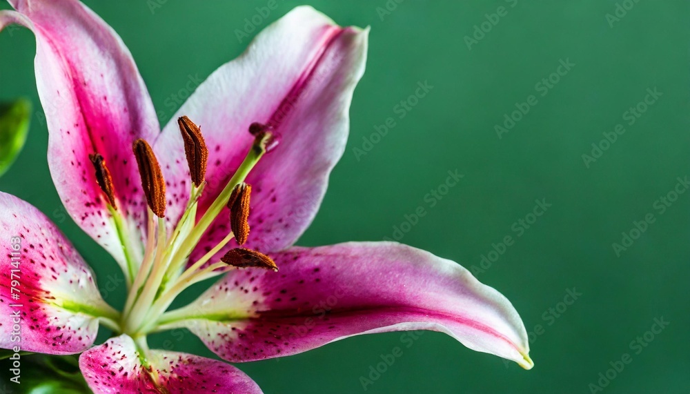 beautiful pink lily close up isolated on green background