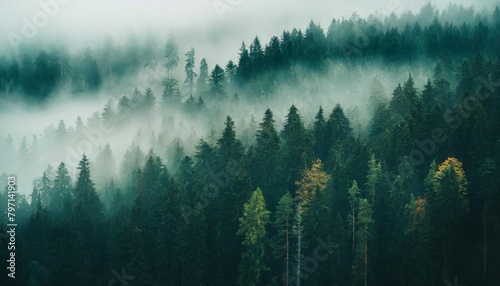 panoramic background of forest covered by fog © Lucia