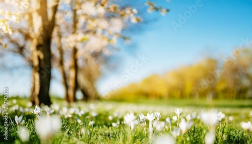 beautiful blurred spring background nature with blooming glade trees and blue sky on a sunny day photo