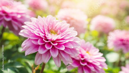 pink soft light background abstract bright pastel vintage design blur flower bokeh nature texture