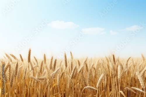 Wheat field outdoors horizon nature.