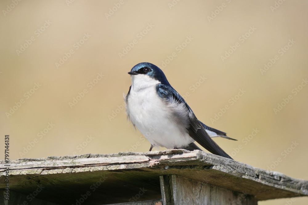 Tree swallow perched on a birdhouse during a spring season at the Pitt River Dike Scenic Point in Pitt Meadows, British Columbia, Canada Tree swallow perched on a birdhouse during a spring season at the Pitt River Dike Scenic Point in Pitt Meadows, British Columbia, Canada