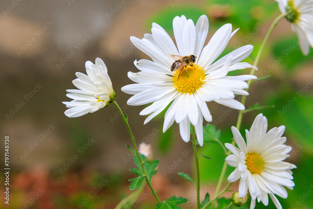 Fototapeta premium A bee is sitting on a white flower