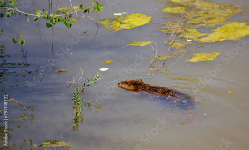 Beaver swimming in river with algae  © Cam