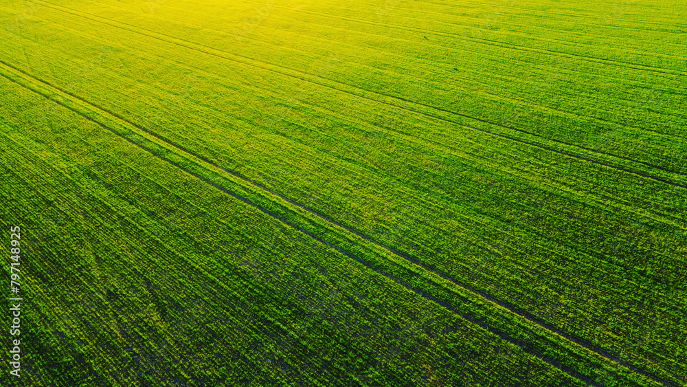 green tea field