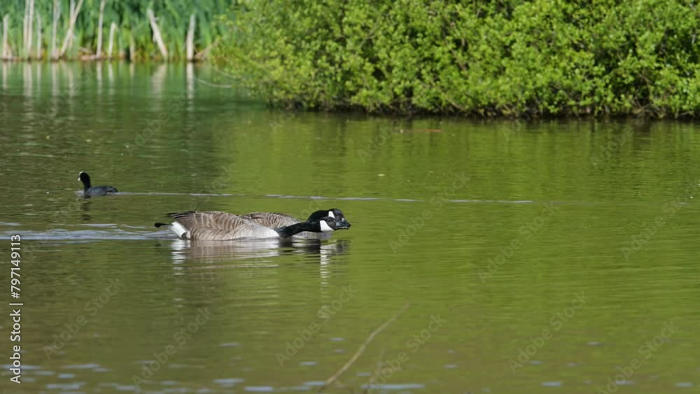 Canada Goose, Branta canadensis, bird at spring time on lake Canada Goose, Branta canadensis, bird at spring time on lake