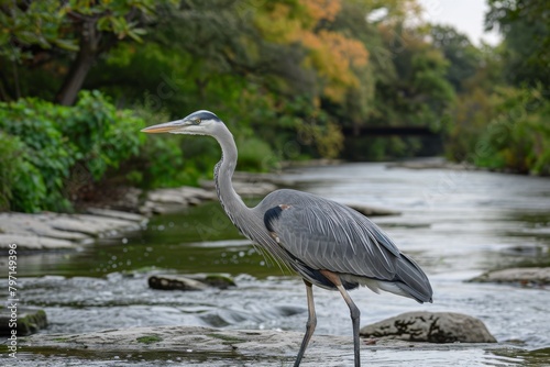 A majestic Great Blue Heron stands poised in a river  surrounded by lush greenery.