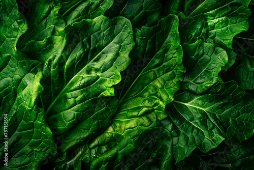 Close-up macro view of fresh green Lettuce leaves , high resolution. photo
