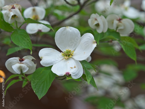 Tokyo, Japan - April 25, 2024: Flowers of flowering dogwood on blue sky background