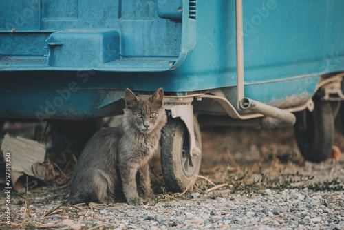 Stray gray kitten similiar to russian blue cat is sitting near the blue garbage can in Greece