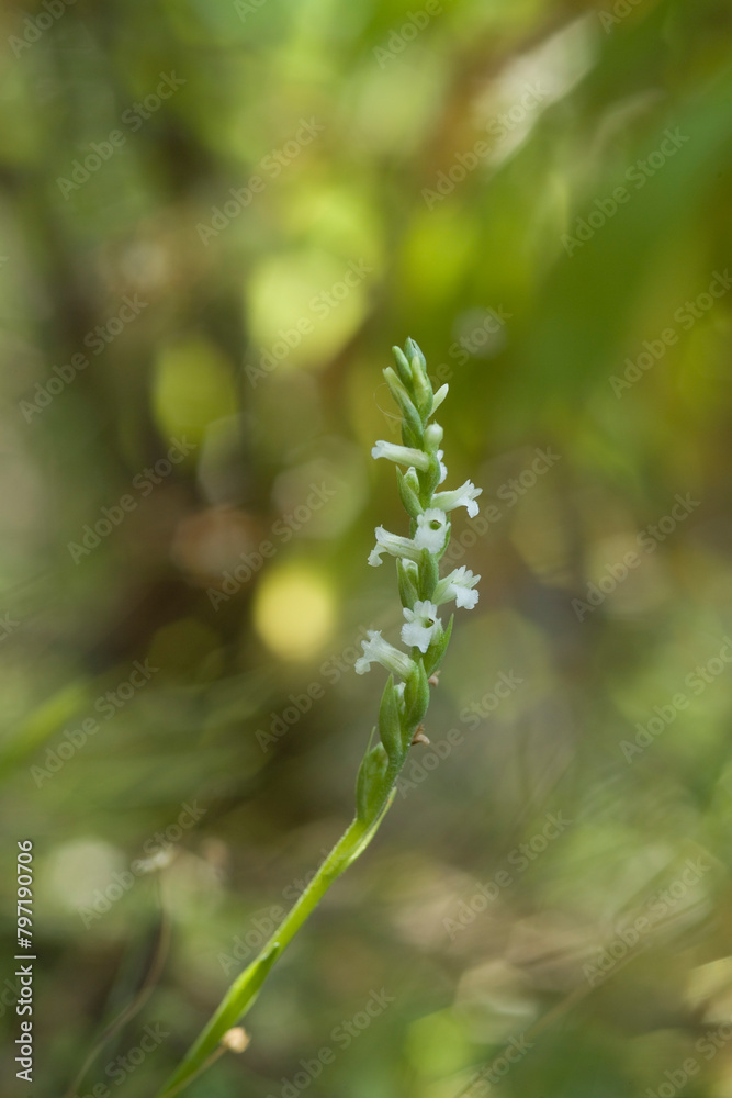 Summer Lady's-tresses (Spiranthes aestivalis), Orchidea (Spiranthes aestivalis) Rio s'Elighe, olbia, Monti, Sardegna, Italia Summer Lady's-tresses (Spiranthes aestivalis), Orchidea (Spiranthes aestivalis) Rio s'Elighe, olbia, Monti, Sardegna, Italia