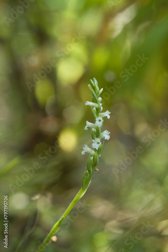  Summer Lady's-tresses (Spiranthes aestivalis), Orchidea (Spiranthes aestivalis) Rio s'Elighe, olbia, Monti, Sardegna, Italia © antasfoto