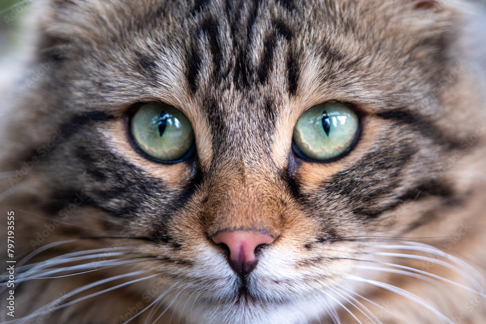 Closeup portrait of a of cat face. Blurry background Closeup portrait of a of cat face. Blurry background