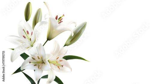 White Lily flower  photo