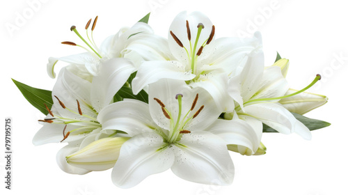 White Lily flower  © PNG Kingdom 