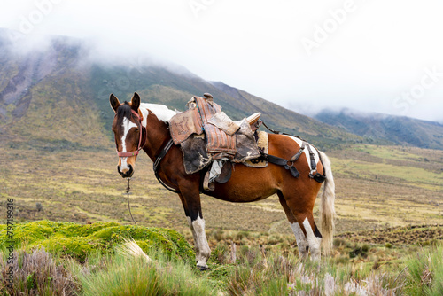 paisaje con caballos, en los andes ecuatorianos  photo