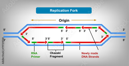 Replication Fork, Replication Fork is the region of DNA where the replication process is taking place. Vector Illustration photo