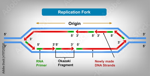 Replication Fork, Replication Fork is the region of DNA where the replication process is taking place. Vector Illustration