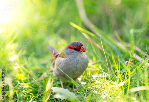 Bird sitting in grass