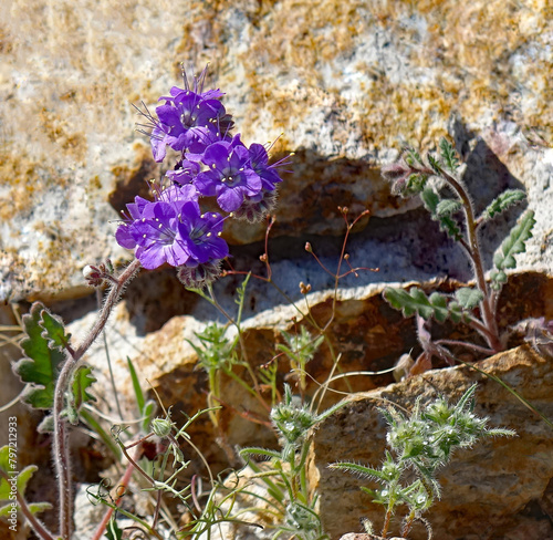 Desert Wildflower Close-up - Identified as Phacelia crenulata  photo