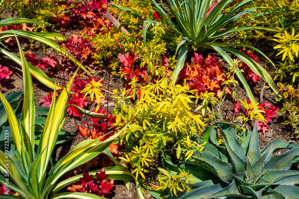 Obraz premium Colorful arrangement of flowers in southern California garden.