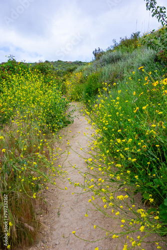 Wildflowers seen on a hike in the Santa Monica Mountains in Los Angeles, CA