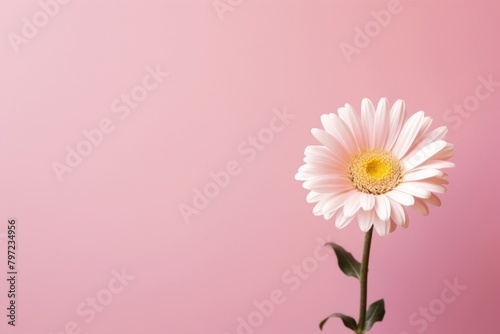 Flower background daisy petal plant.