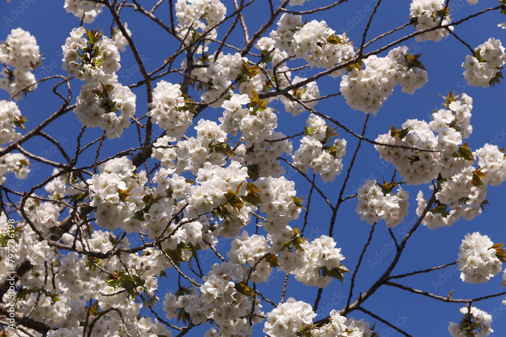 桜、染井吉野、小金井公園