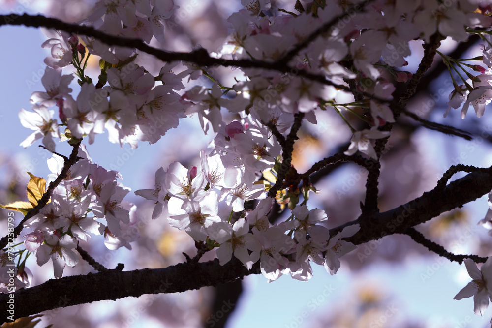 桜、染井吉野、小金井公園 桜、染井吉野、小金井公園