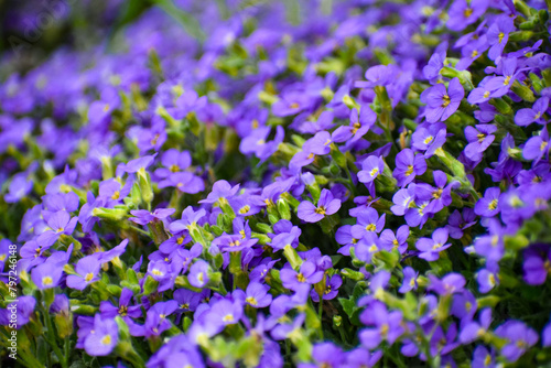 Patch of Forget Me Not flowers shot in shallow depth of field.