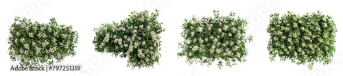 3d illustration set Ixora Jasmine treeline isolated on transparent background
