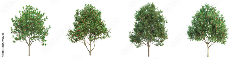 3d illustration set Syzygium australe tree isolated on transparent background