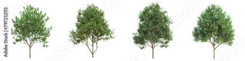 3d illustration set Syzygium australe tree isolated on transparent background photo