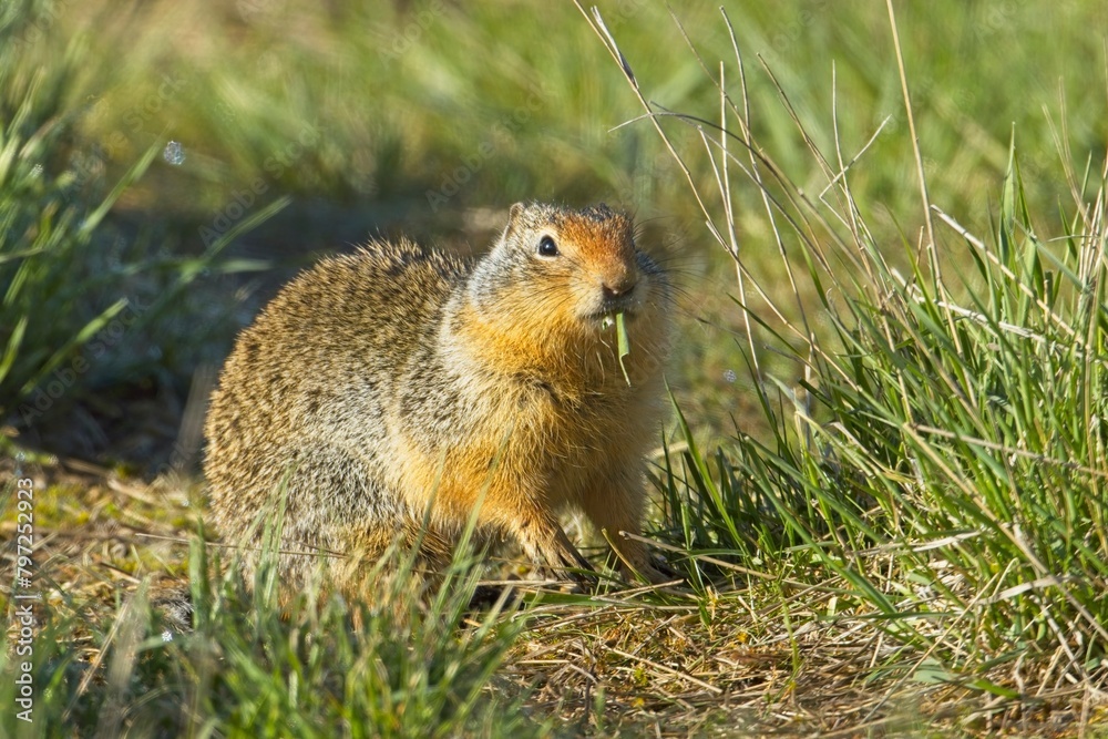 Ground squirrel eats a blade of grass. Ground squirrel eats a blade of grass.