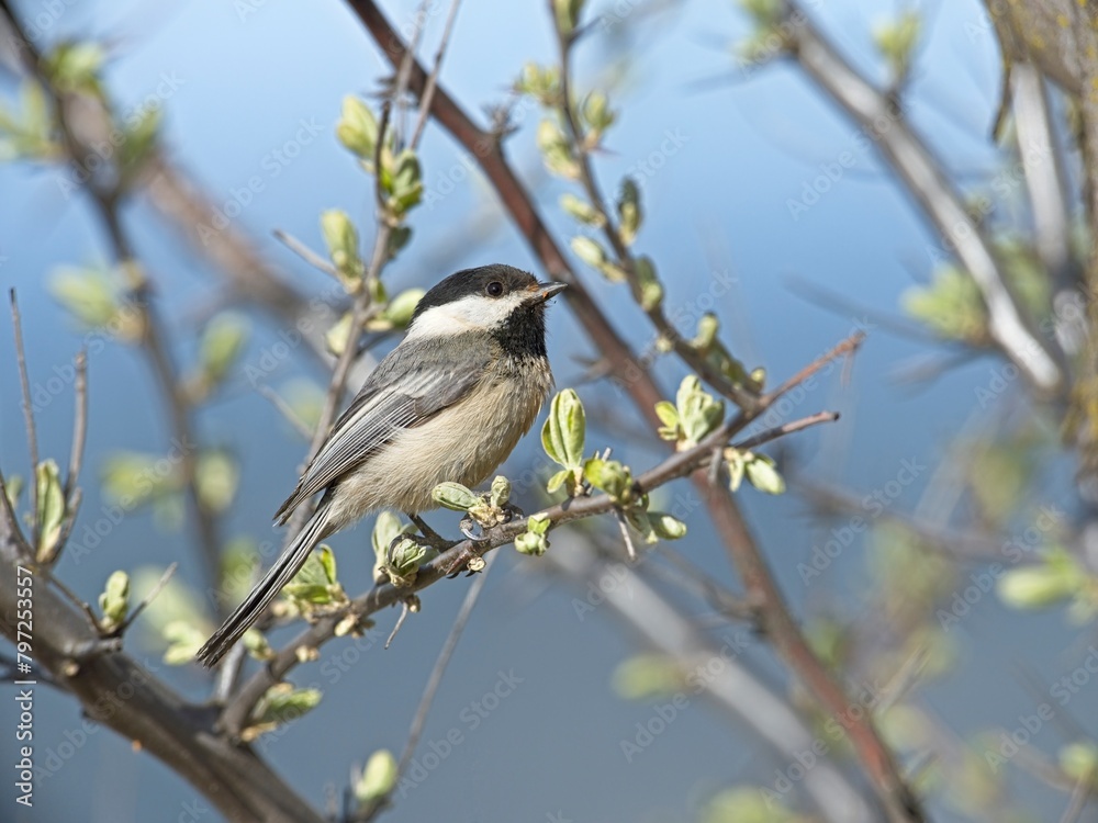 Fototapeta premium Cute chickadee on a branch.