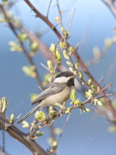 Black capped chickadee on a twig.