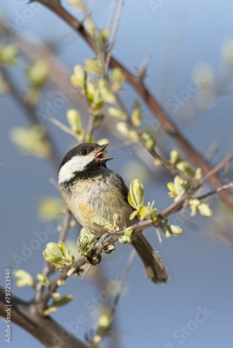 Black capped chickadee calling out.