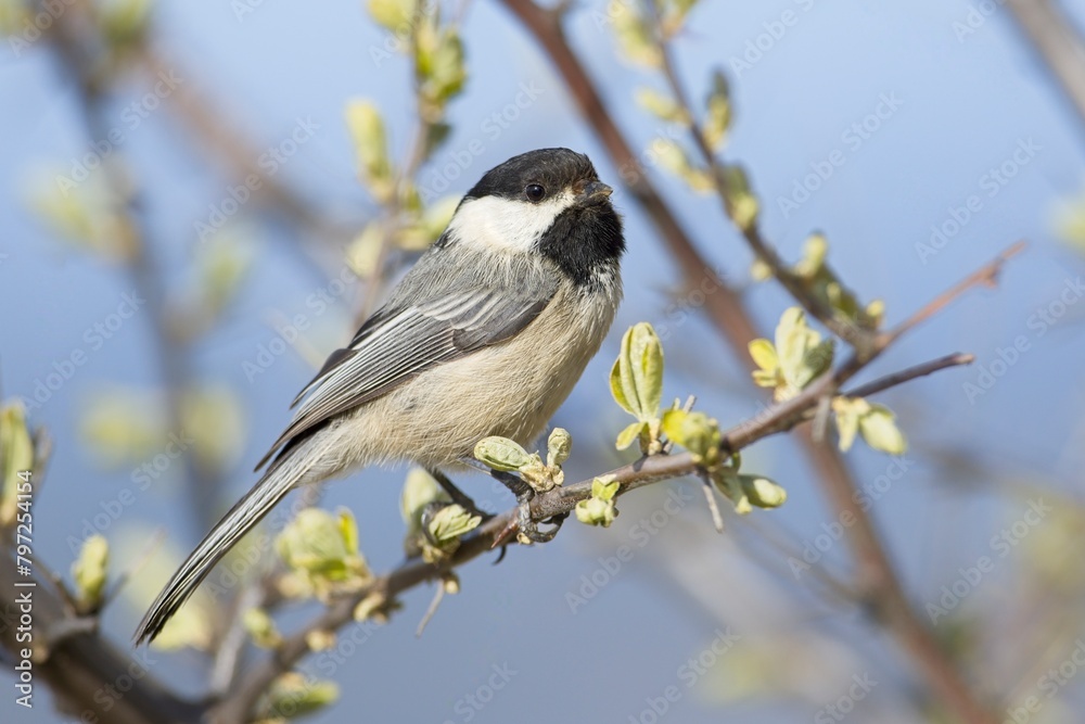 Fototapeta premium CLose up of a black capped chickadee.