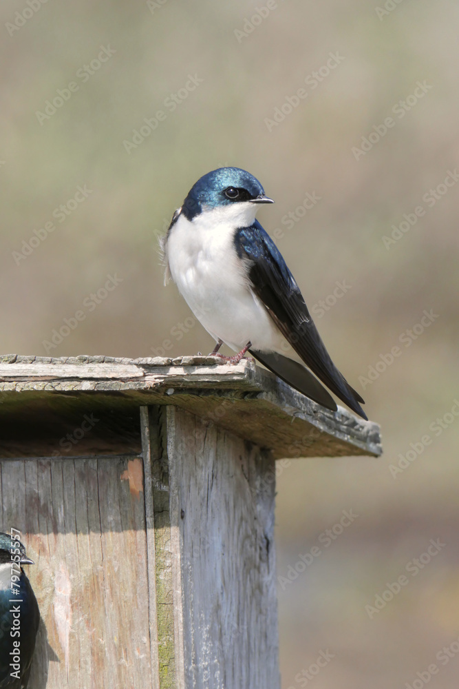 Naklejka premium Tree swallow perched on a birdhouse during a spring season at the Pitt River Dike Scenic Point in Pitt Meadows, British Columbia, Canada