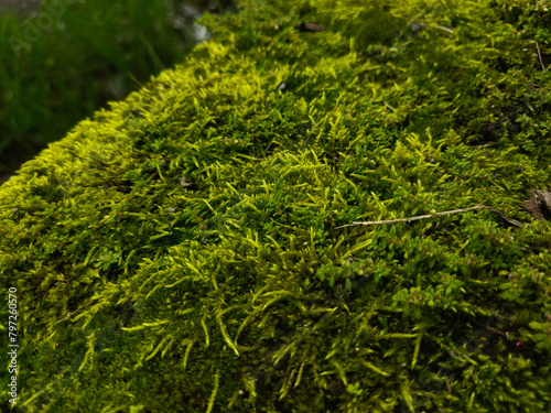 Bryophytes or mosses grow in damp areas