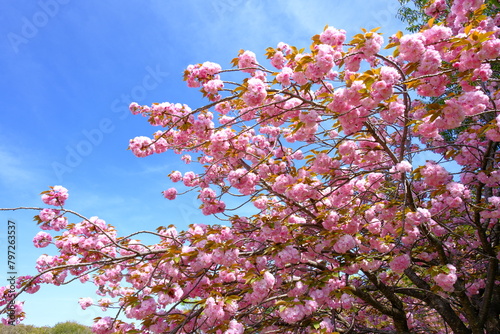 日本の春の風景 八重桜
