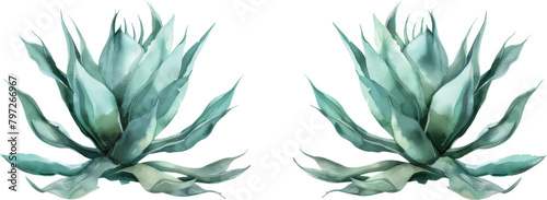 3d illustration Set of Agave shawii x attenuata tree isolated on transparent background