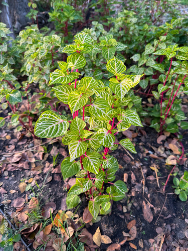 The chicken gizzard plant (Iresine herbstii aureoreticulata) is a colorful plant which bears red stems, green leaves with yellow veins. Bloodleaf Yellow Iresine plant is an ornamental houseplant. photo