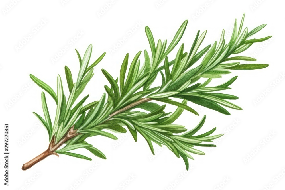 Fototapeta premium Rosemary herb herbs plant leaf.