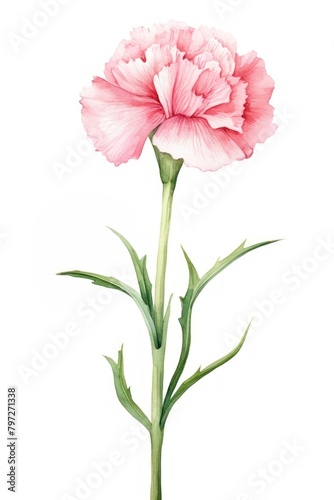 Watercolor carnation flower plant white background inflorescence.