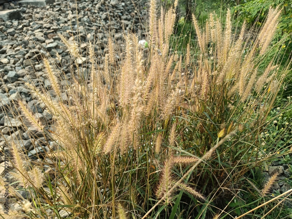 Obraz premium Cenchrus setaceus, commonly known as crimson fountaingrass