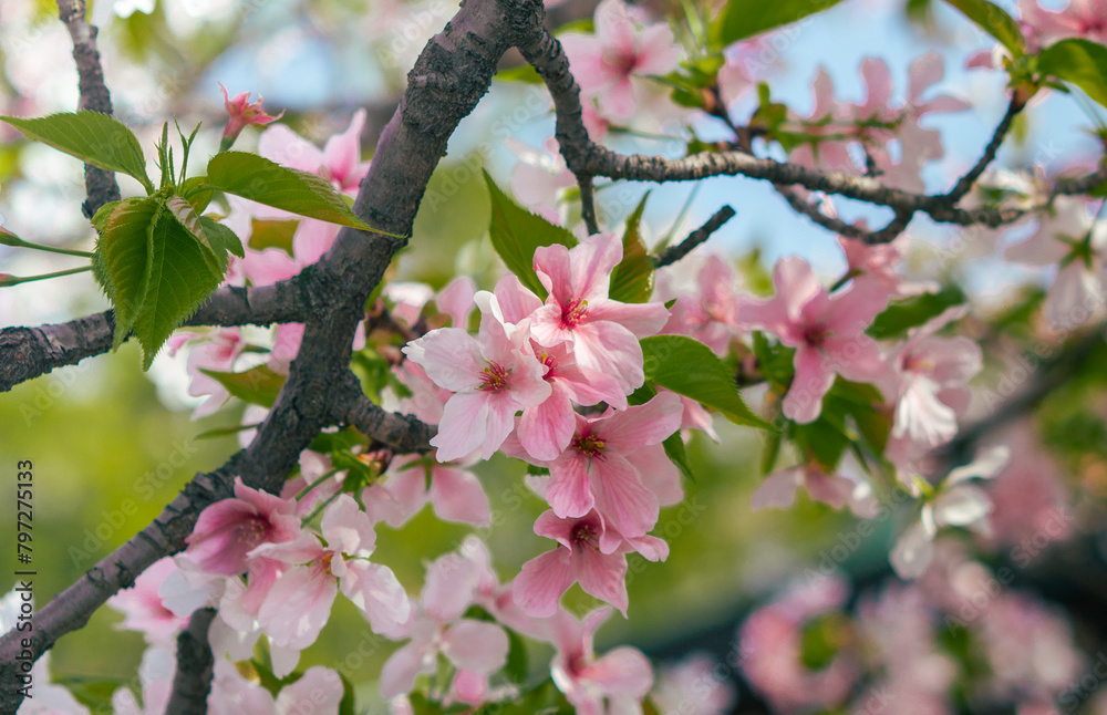 Sakura flowers also known as cherry blossom with green leaves, sakura flowers and bright blue-sky bokeh or defocused background, shot on Osaka Castle Park, Japan during the day Sakura flowers also known as cherry blossom with green leaves, sakura flowers and bright blue-sky bokeh or defocused background, shot on Osaka Castle Park, Japan during the day